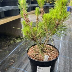 Pinus densiflora - Japanese Red Pine 'Haybud' 20/40cm (2L)