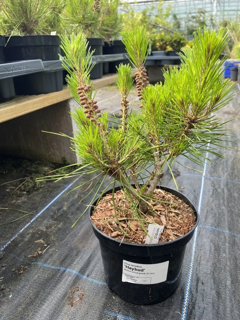 Pinus densiflora - Japanese Red Pine 'Haybud' 20/40cm (2L)