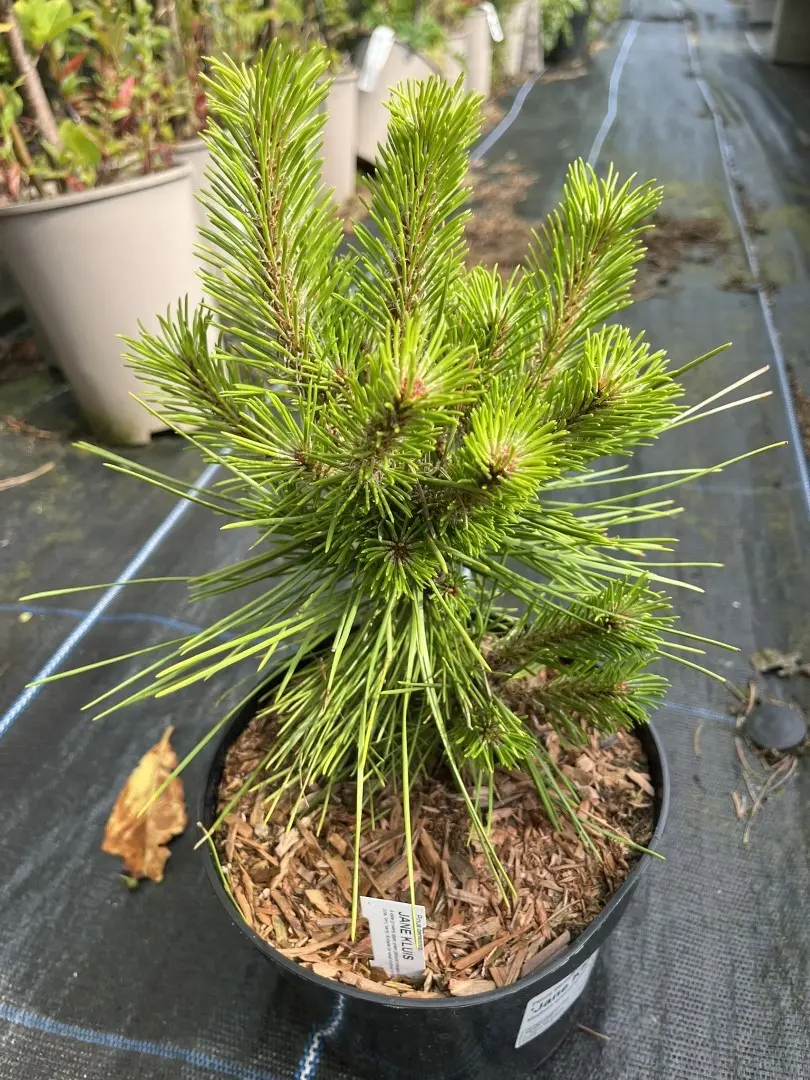 Pinus densiflora - Japanese Red Pine 'Haybud' 20/40cm (2L)