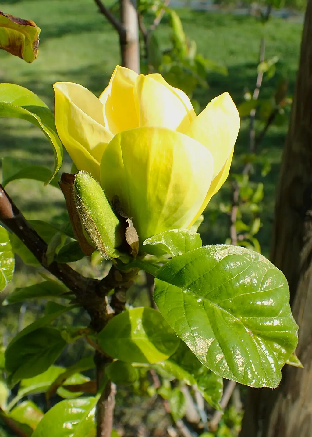 Magnolia 'Yellow Bird' 120/150cm (10L) - Image 3