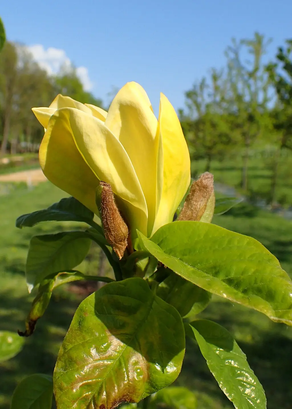 Magnolia 'Yellow Bird' 120/150cm (10L) - Image 2