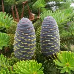 Abies Fir Trees