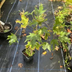Acer saccharum - Sugar Maple Tree
