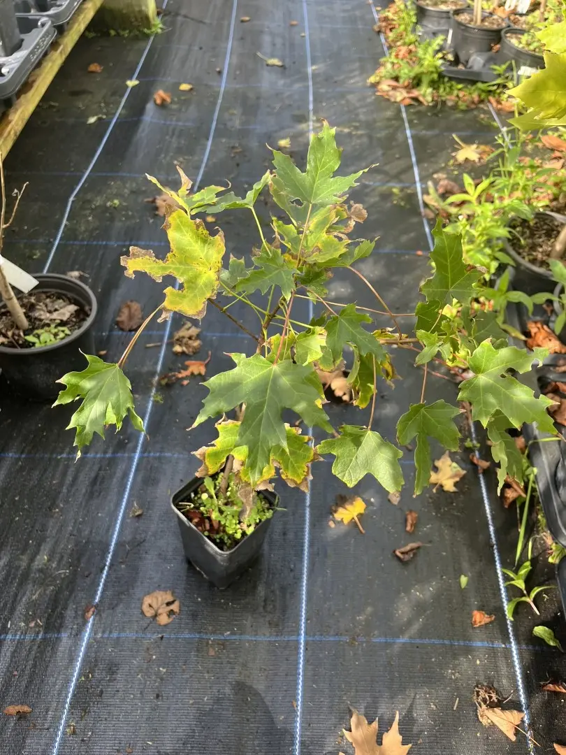 Acer saccharum - Sugar Maple Tree