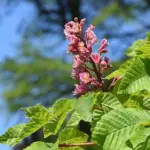 Aesculus spp. - Horse Chestnut Trees