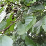 Alnus spp. - Alder trees