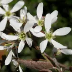 Amelanchier lamarckii - Snowy Mespilus Trees