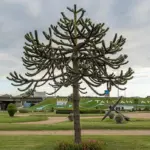 Araucaria araucana - Monkey puzzle tree