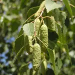 Betula pendula - Birch Trees