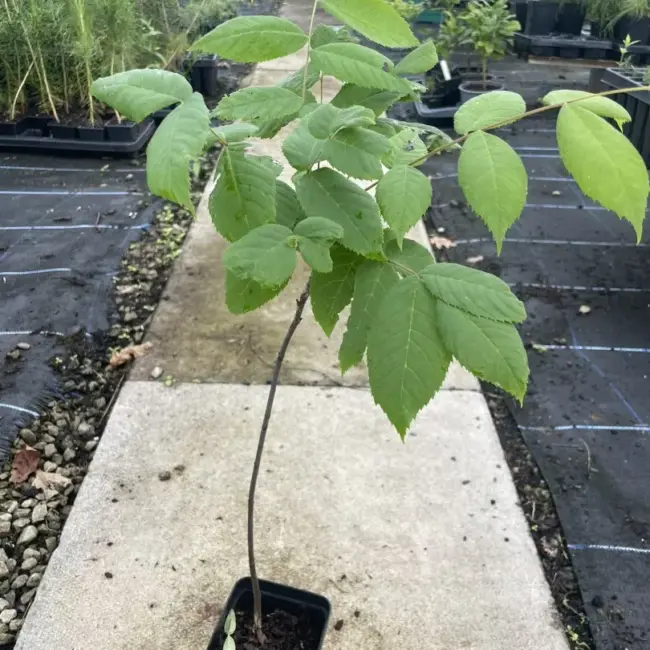 Black Walnut Tree Sapling 40/60cm (P9T)