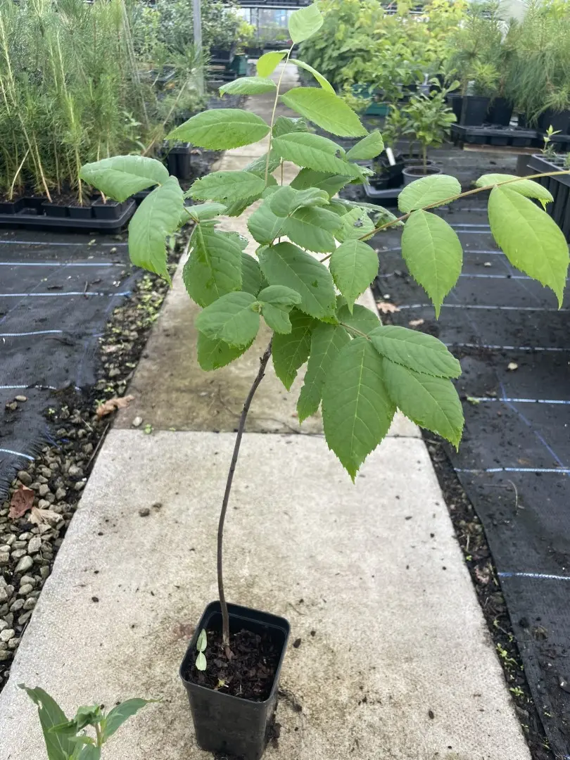 Black Walnut Tree Sapling 40/60cm (P9T)