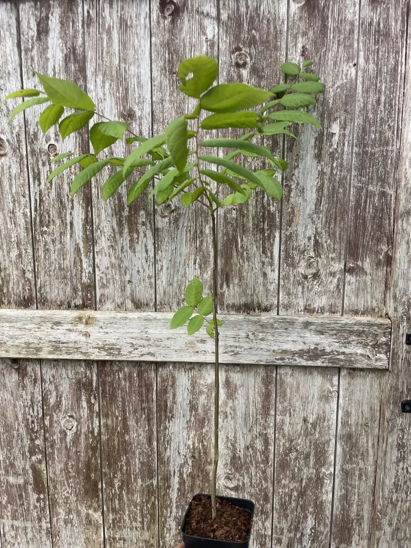 Black Walnut Tree Sapling 60/80cm (P9T)