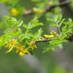 Caragana arborescens - Siberian Pea Trees