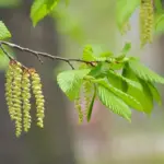 Carpinus betulus - Hornbeam Trees