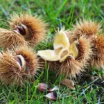 Castanea dentata - American Chestnut Trees