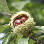 Castanea sativa - Sweet Chestnut Trees