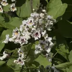 Catalpa bignonioides - Indian Bean Trees