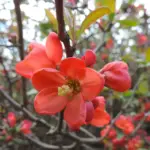 Chaenomeles spp. - Flowering Quince Trees