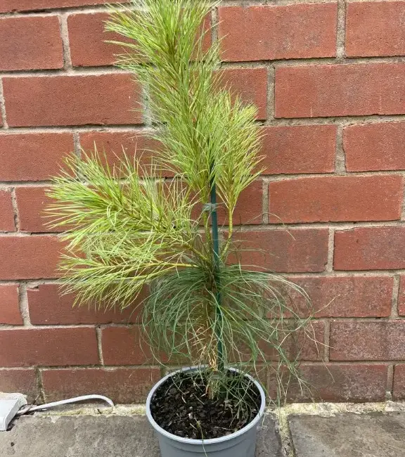 Chinese White Pine 40/60cm (2L) - Image 3