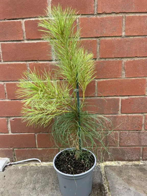 Chinese White Pine 40/60cm (2L) - Image 3