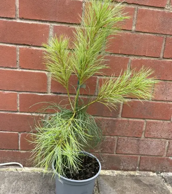 Pinus armandii Chinese White Pine 40/60cm