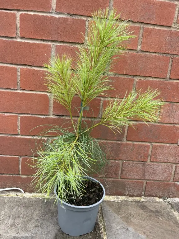 Pinus armandii Chinese White Pine 40/60cm