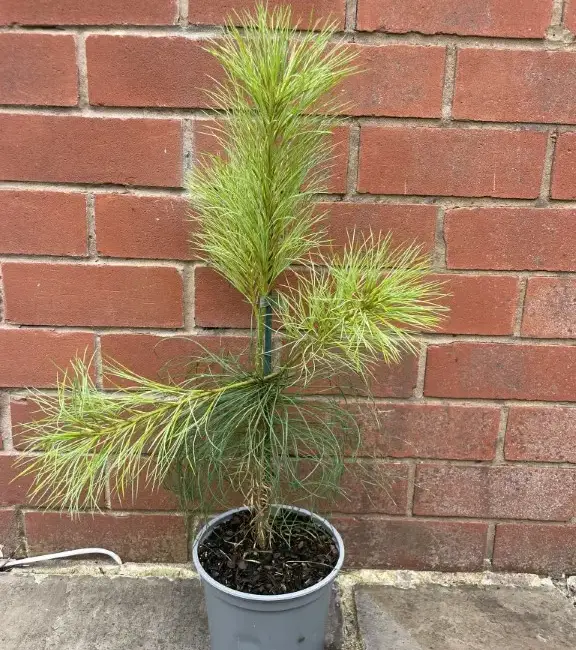 Pinus armandii Chinese White Pine 40/60cm