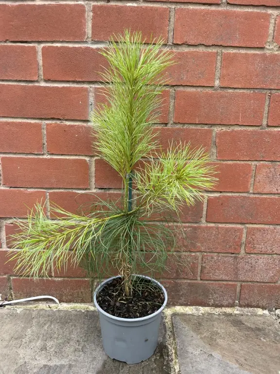 Pinus armandii Chinese White Pine 40/60cm