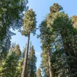 Coast Redwood Sequoia sempervirens trees