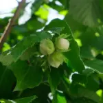 Corylus avellana - Hazel trees