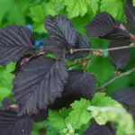 Corylus spp. - Ornamental Hazel Trees