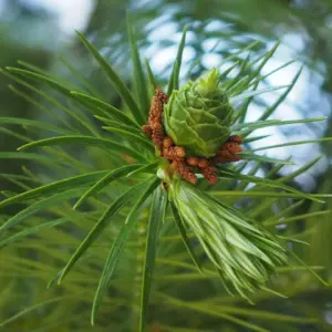 China Fir Trees