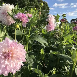 Dahlia Seeds