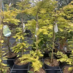 Dawn Redwood 'Golden Oji' 120/140cm (4L)