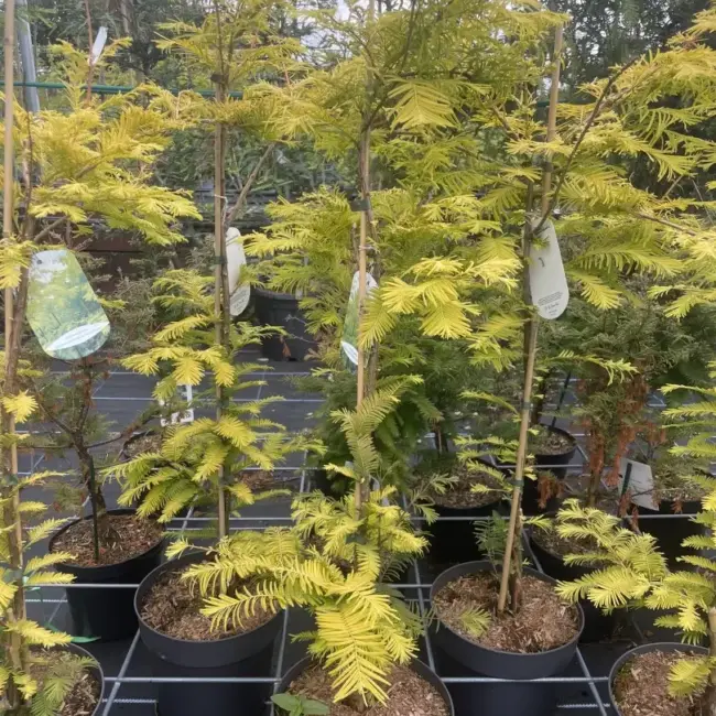 Dawn Redwood 'Golden Oji' 60/80cm (4L)