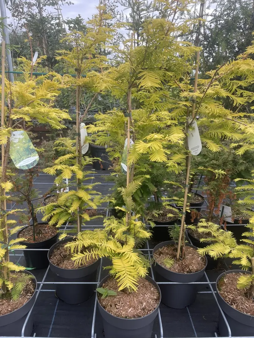 Dawn Redwood 'Golden Oji' 100/120cm (4L)