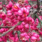 Euonymus europaeus - Spindle Trees