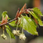 Fagus sylvatica - Beech Trees