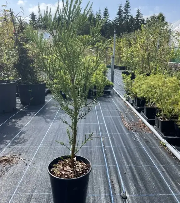 Giant Redwood 60/80cm (4L)