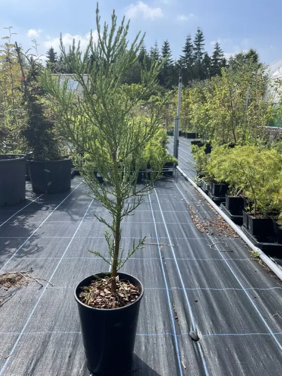 Giant Redwood 60/80cm (4L)