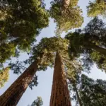 Giant Redwood Trees Sequoiadendron giganteum