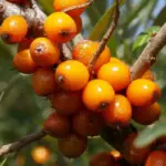 Hippophae rhamnoides - Seabuckthorn Trees