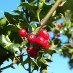 Ilex aquifolium Holly trees