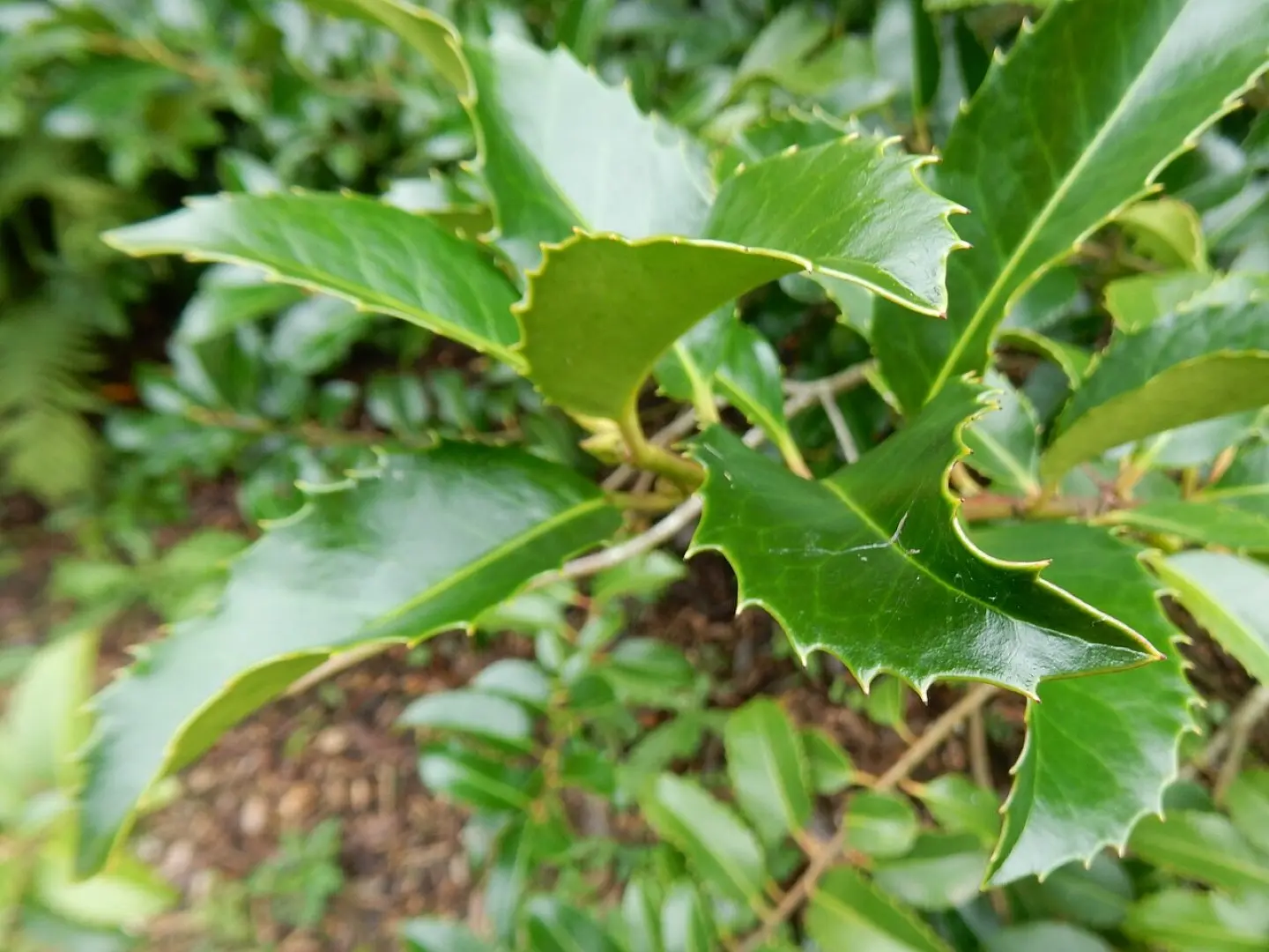 Chestnut leaf holly 200/250cm (10L) - Image 2