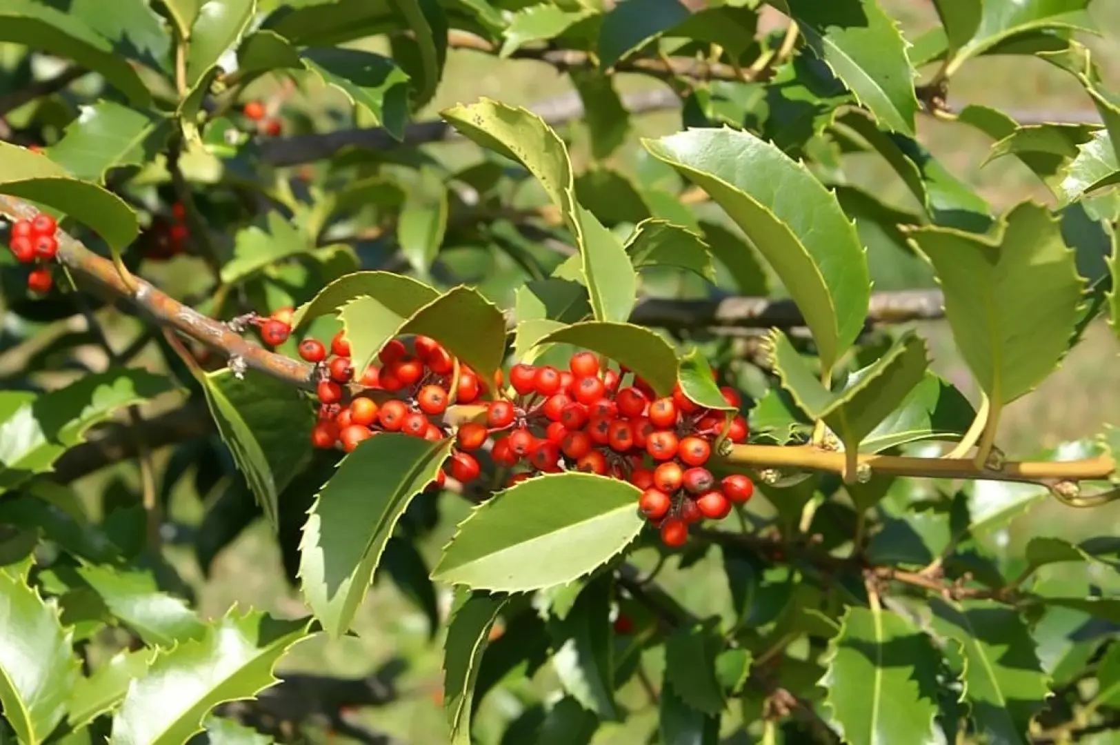 Ilex × koehneana - Chestnut Leaf Holly