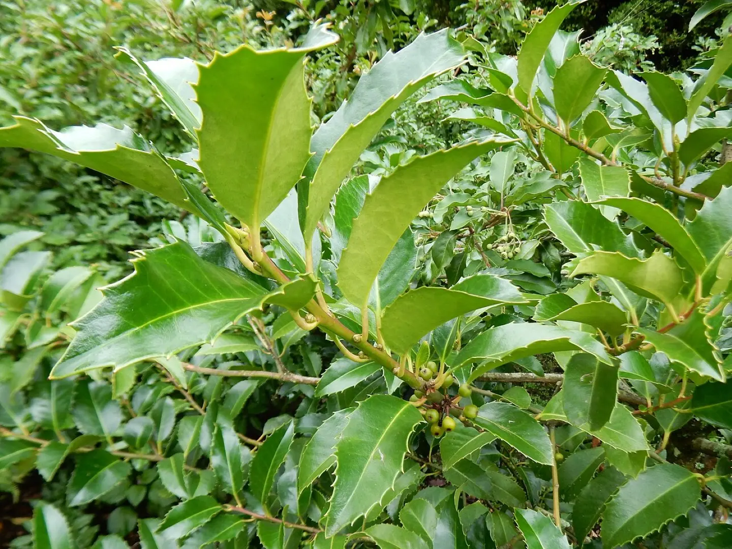 Ilex × koehneana - Chestnut Leaf Holly
