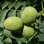 Juglans spp. - Walnut Trees