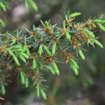 Juniperus communis - Juniper tree