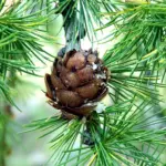 Larix spp. - Larch trees