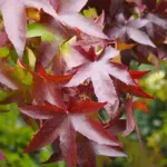 Liquidambar styraciflua - Sweet Gum Trees